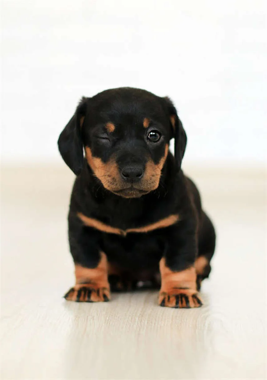 Benzodiacepinas en perros: síntomas de intoxicación y qué hacer